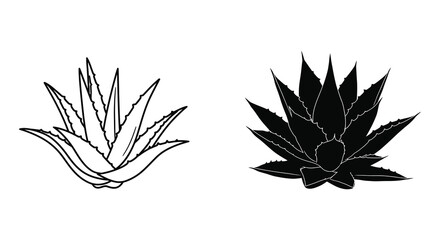 Two agave plants isolated side by side one sketch outline one solid black silhouette silhouette © AL-AMIN