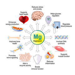 Naklejka premium Magnesium role in human health. Mg