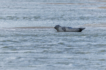 Fototapeta premium Common seal Phoca vitulina resting on a sandy beach at low tide or playing in the waves
