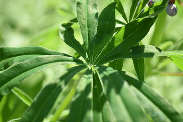 Long green leaves. The lupine plant, or wolf bean (Latin: Lupinus), is a genus of plants in the legume family. The flower grows in clusters of identical flowers.