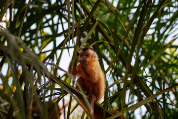 Azaras capuchin monkey eating in palm fronds of Pantanal