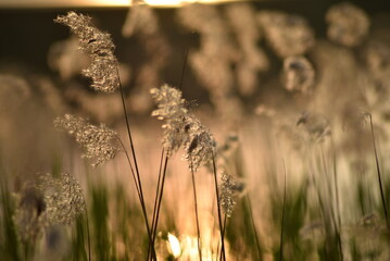 Reeds grow in water. A summer evening near a forest lake. Near the shore, reeds grow in the water...