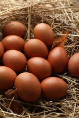 Raw chicken eggs and feathers on straw, closeup