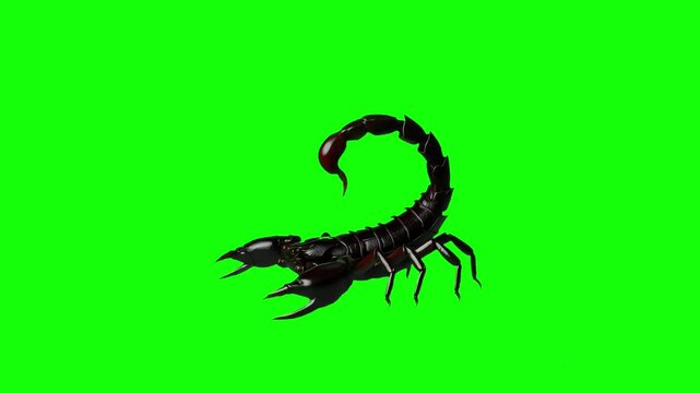 3D close-up of an Androctonus crassicauda scorpion walking cycle side view loop animation on the solid green screen, isolated, 4k rendering of Fattail scorpion walk, realistic movement on chroma key