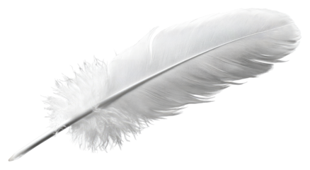 A single, pristine white feather