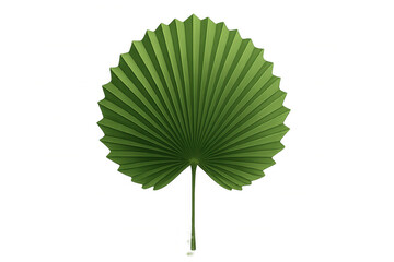 Green fan palm leaf creating a tropical and exotic botanical design element with transparent background