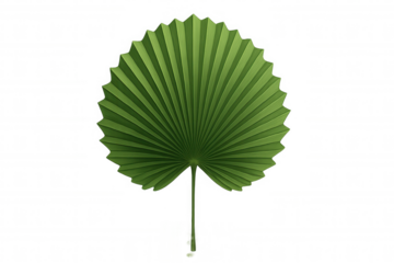 Green fan palm leaf creating a tropical and exotic botanical design element with transparent background
