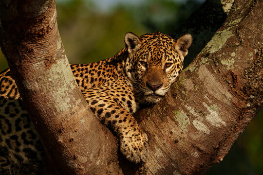 Jaguar lounging in tree fork watching from Pantanal canopy
