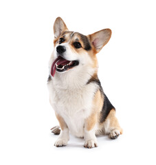 Cute Welsh Corgi on white background. Adorable pet