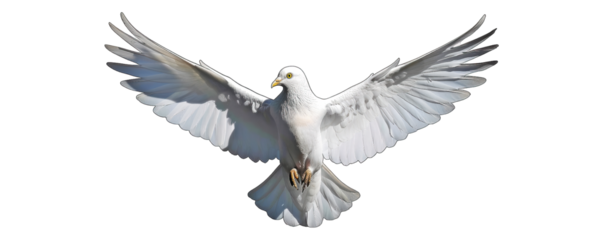 White dove in flight against black background