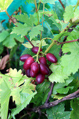 A bunch of ripe red grapes on a vine in a garden on a sunny autumn day - vertical color photo, close-up