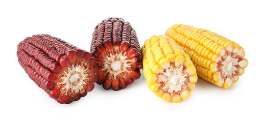 Red and yellow corn cobs isolated on white