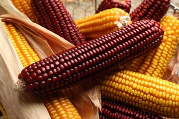 Red and yellow corn cobs on table, closeup