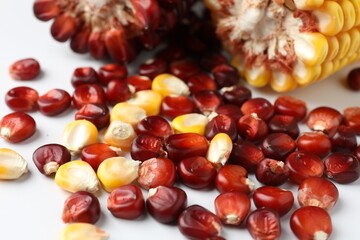 Red and yellow corn cobs with kernels on white background, closeup