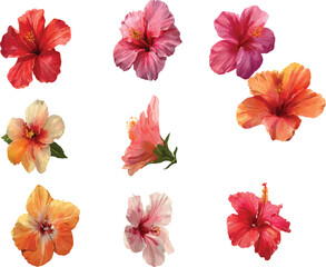 collection of flowers