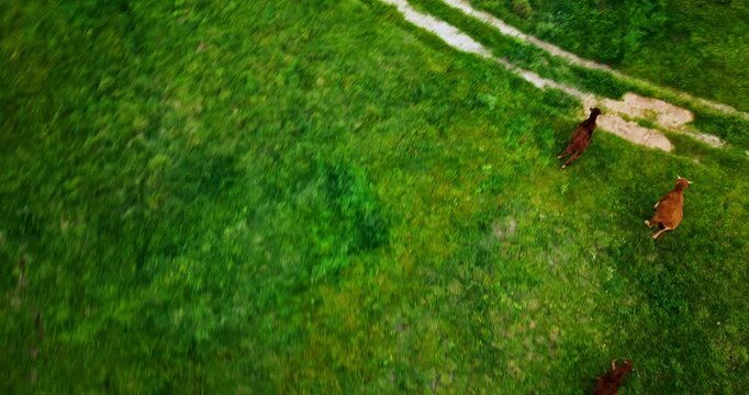 Aerial, agriculture and landscape with cow farm in countryside for crops, growth or sustainability. Drone, earth and environment with cattle livestock outdoor for natural, organic or rural industry