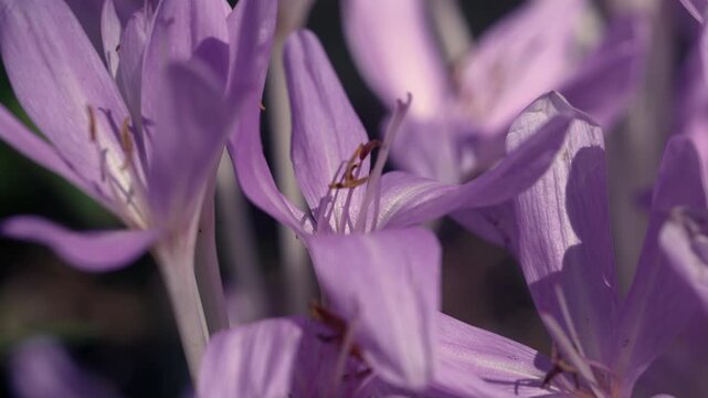 Crocus flowers are blooming in the sunlight.