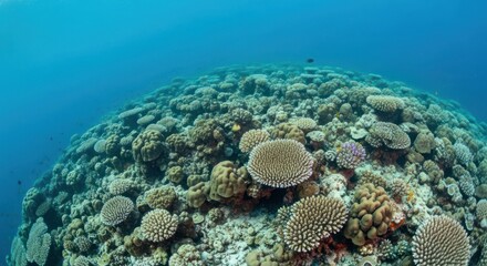 Underwater coral reef, circular view