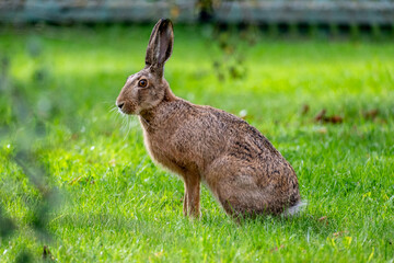 Wild hare sitting in the grass