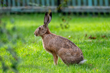 Wild hare sitting in the grass
