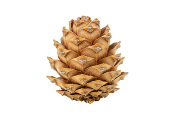 Isolated brown coniferous pinecone for decoration, element of seasonal Christmas decor