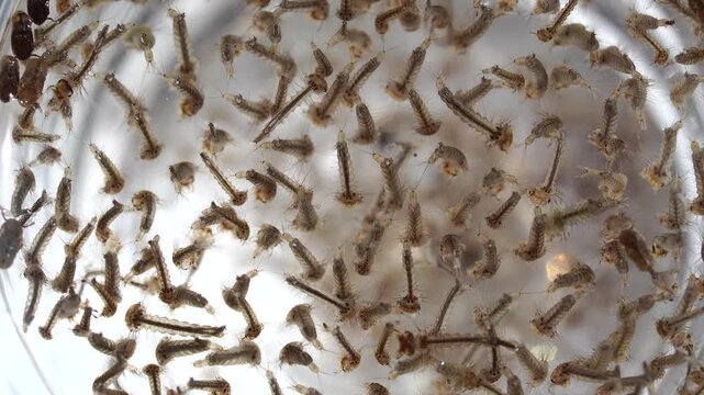 Mosquitoes in the developmental stage. Larvae from a rain barrel. I placed them in a glass container. The larvae hatch into 2-3 mosquitoes per night.