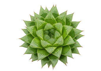 Isolated Haworthia cooperi succulent plant rosette, ornamental cactus without roots