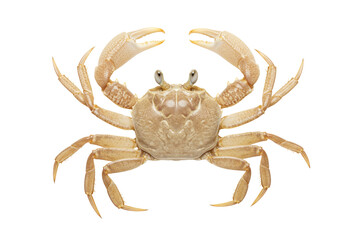 Isolated view of a sand crab with claws and beady eyes in neutral beige color tone