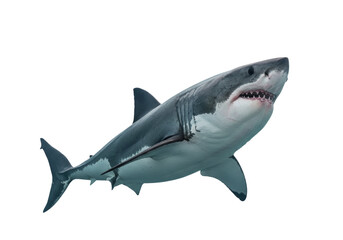 Isolated Great white shark with open mouth, ready to attack, viewed from below, studio shot