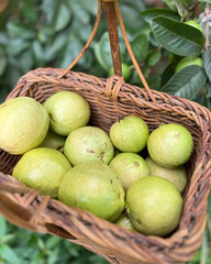 Freshly Harvested Guavas in a Woven Basket A Rustic Still Life