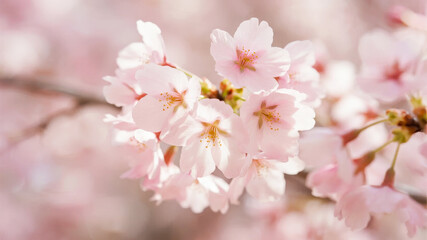 Fototapeta premium Close-up of delicate pink cherry blossoms in full bloom with soft focus background