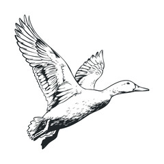 Obraz premium Flying duck illustration for nature and wildlife decor. Vector illustration