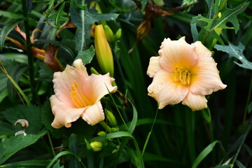 Vibrant Daylily Bloom in the Summer Garden
