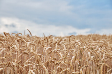 Golden wheat field under a partly cloudy sky, with ripe grain ready for harvest, symbolizing abundance and agricultural beauty.