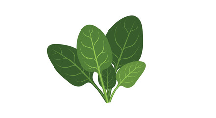 Obraz premium Fresh green spinach leaves ready for healthy eating and culinary creations.