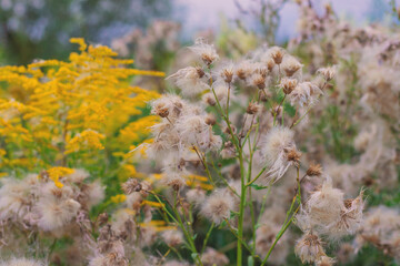 Sow thistle blooms in a field. Selective focus.
