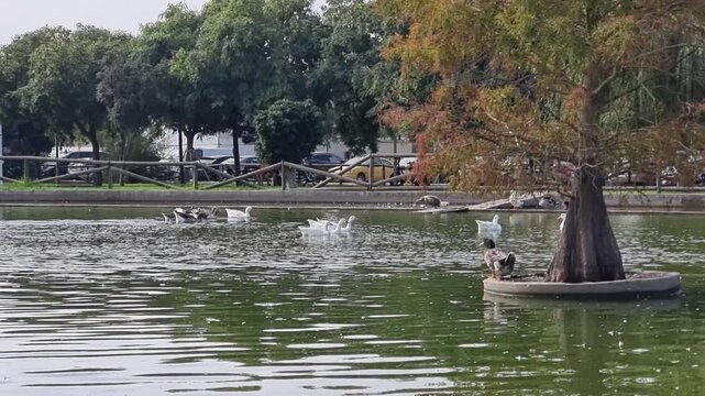 Rota, C&aacute;diz, Spain - October 5, 2025: Duck pond in the Laguna del Moral public park. Peaceful autumn scene with ducks, nature, and Andalusian charm. Ideal for travel, landscape, and wildlife themes.
