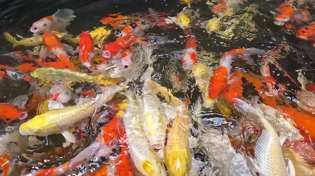 Close-up view of colorful koi fish aggressively gathering at the water surface to feed, creating splashes and bubbles.