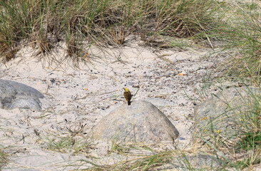 Landscape photo with a view of a small yellow bird (emberiza citrinella, common bunting) sitting on a stone on a sandy beach