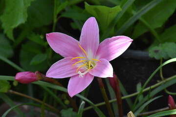 Fototapeta premium Whispers of Spring: Pink Zephyrettes Dancing in the Breeze 