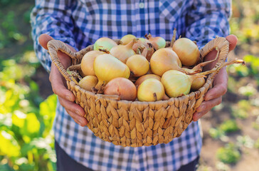 A farmer holding an onion harvest. Selective focus.