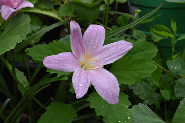Whispers of Spring: Pink Zephyrettes Dancing in the Breeze
