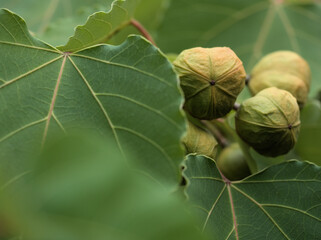 9月に実った可愛らしいアブラギリの実