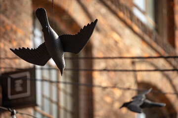 Sztuczne ptaki służące do odstraszania prawdziwych ptaków © Magdalena