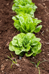 vegetables growing on an organic farm solar panel in background