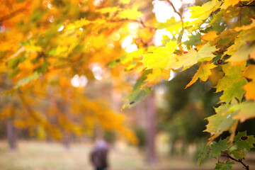 Beautiful orange and golden autumn leaves against a blurry park in sunlight with beautiful bokeh. Natural autumn background.
