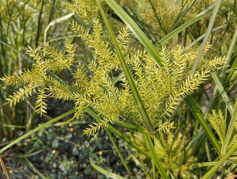 Nut grass or yellow nutsedge (Cyperus esculentus) in garden, Close up view