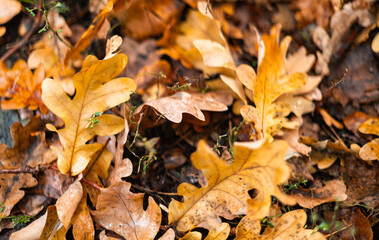 A collection of brown oak leaves covers the ground, showcasing a variety of textures and colors. The image captures the essence of autumn, highlighting nature's transition.