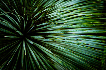 Obraz premium bright green tropial garden plants