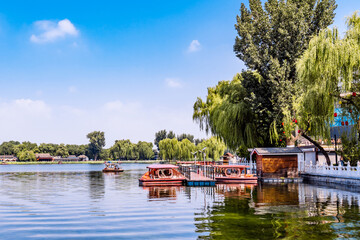 Obraz premium Summer Lotus Scenery in the Lotus Pond of Shichahai, Beijing, China